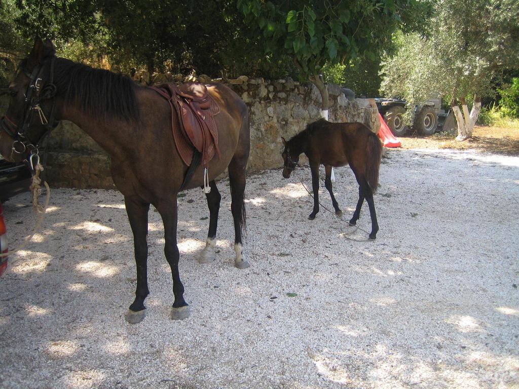 דירות אצ'וס Ellinospito חדר תמונה